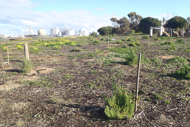 Committed to Corio foreshore